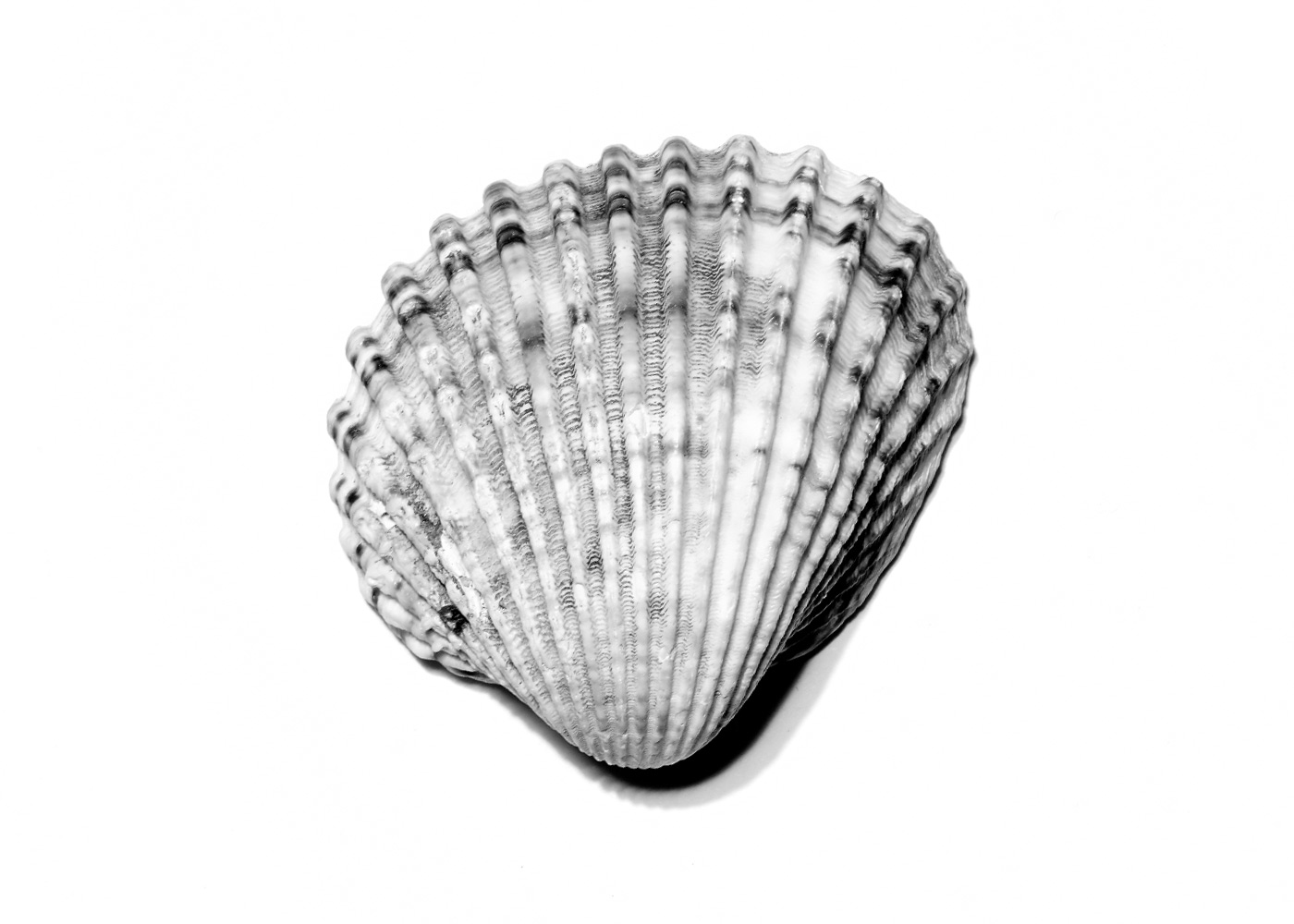Muschel